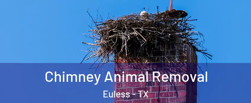 Chimney Animal Removal Euless - TX