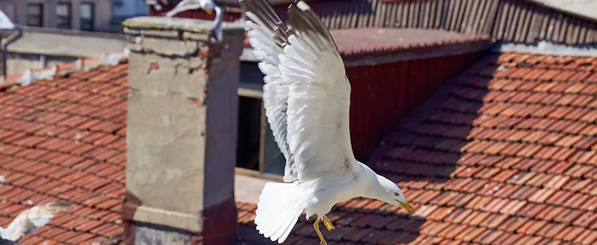 Residential Chimney Animal Removal Solution in Euless, TX