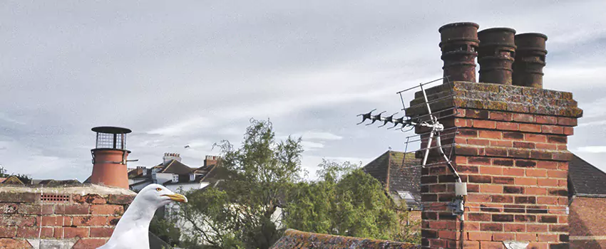 Chimney Cleaning And Restoration in Euless, Texas
